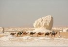 Al-Wady Al-Gadid le gouvernorat dont le soleil ne se couche jamais