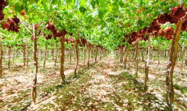 Al-Beheira ni  ardhi ya Neema