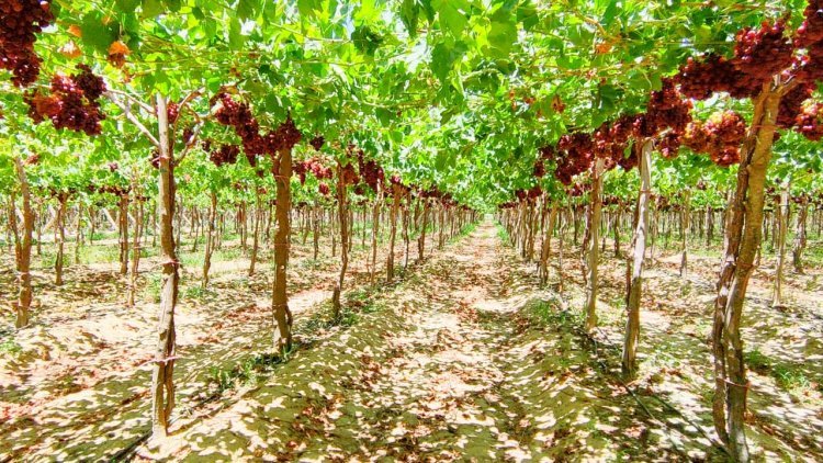 Le Beheira est une terre de bonnes actions