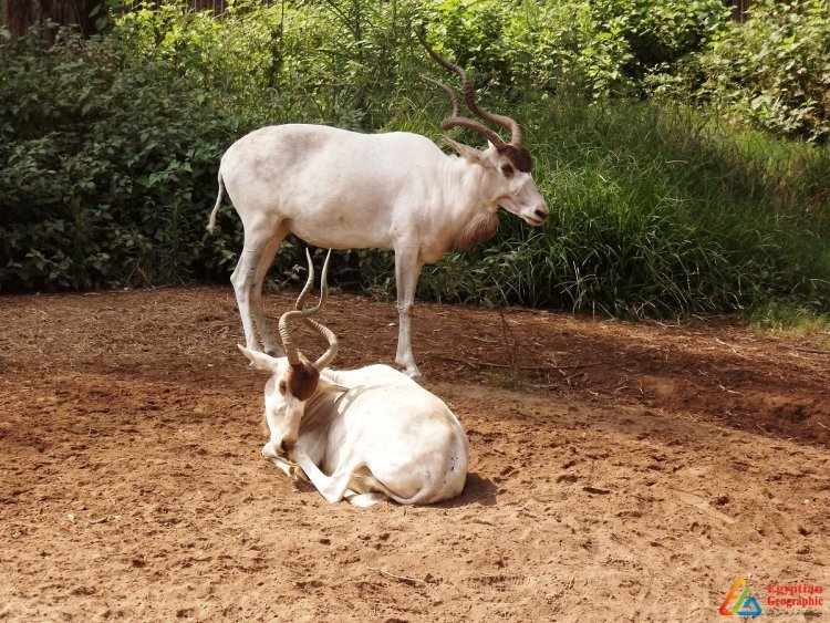 Le Zoo de Gizeh est le 2ème zoo du monde