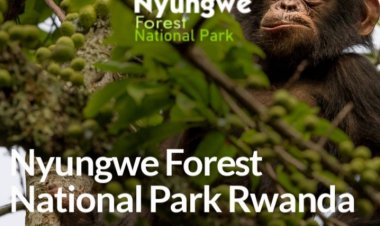 Bustani ya Kitaifa ya Msitu wa Nyungwe nchini Rwanda na Shughuli Muhimu Unazoweza Kufanya