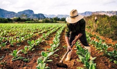 NaneNane (Siku ya Wakulima) Nchini Tanzania