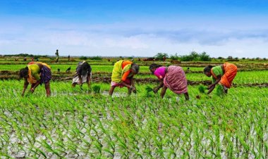 مقارنة بين يوم الفلاح في مصر ويوم المزارعين في تنزانيا