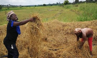 Ushirikiano wa Kusini-Kusini
