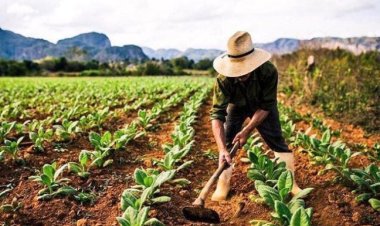 يوم نانى نانى (يوم المزارعين) في تنزانيا